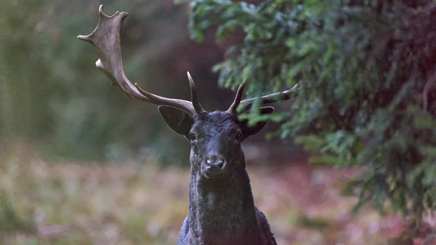 In the Eye of the Deer – The black fallow buck in the forest