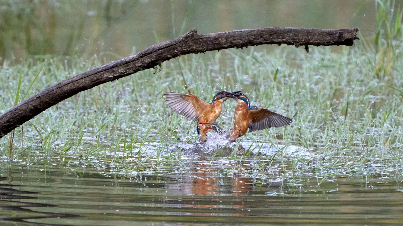 Eisvögel unterm Radar