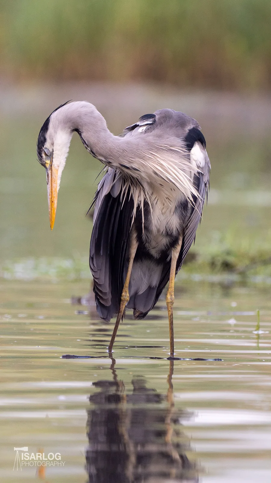 Grey Heron