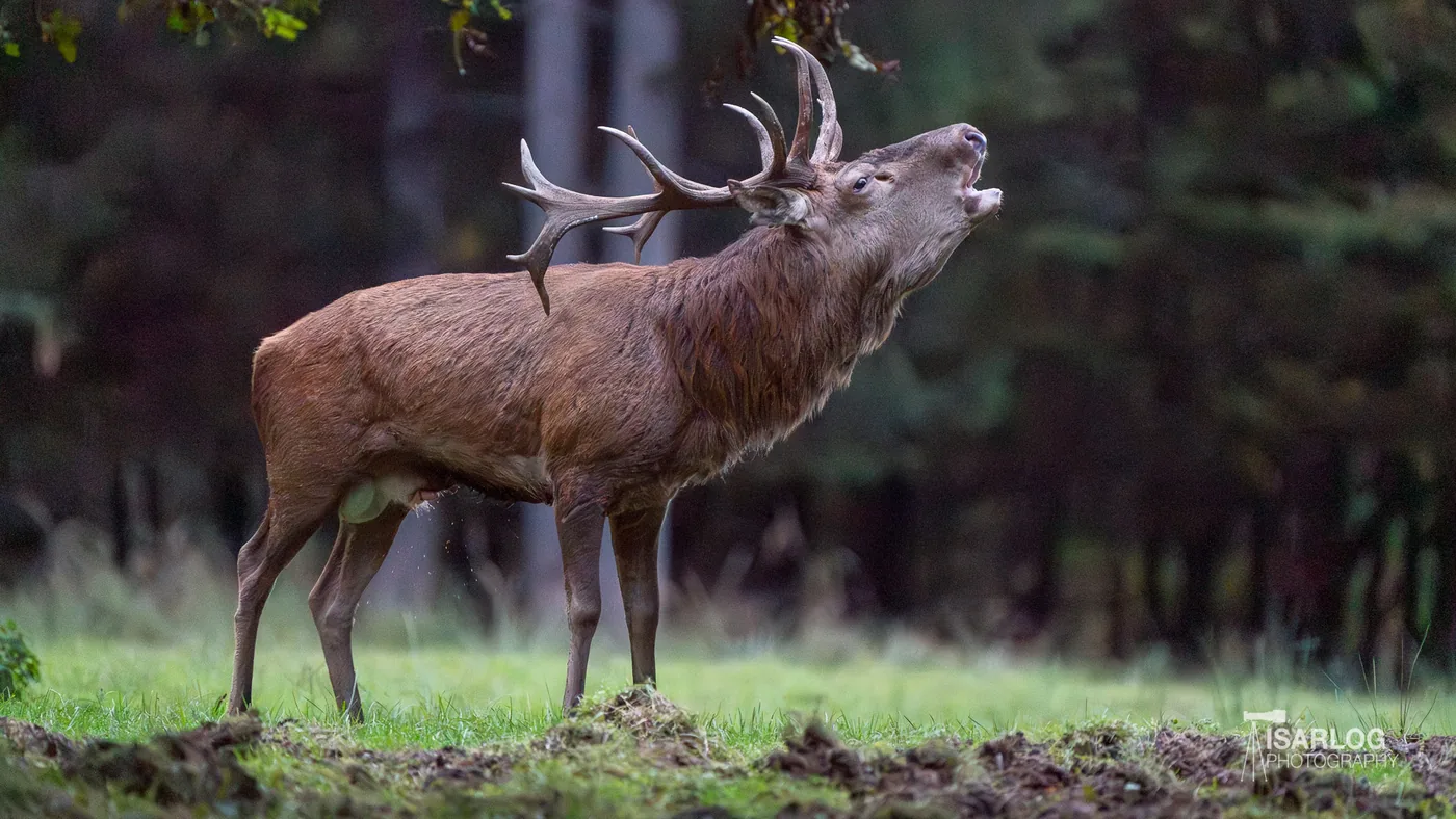 The Rut of Red Deer: Red Deer Photography in Munich
