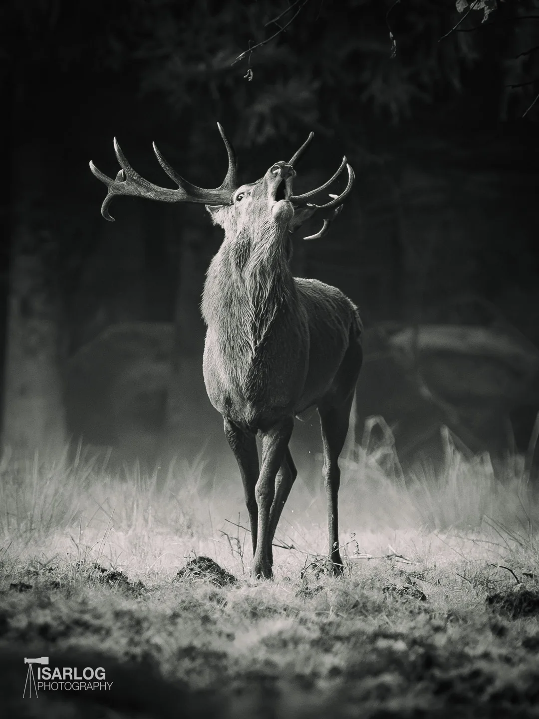 Schwarzweiss-Portrait