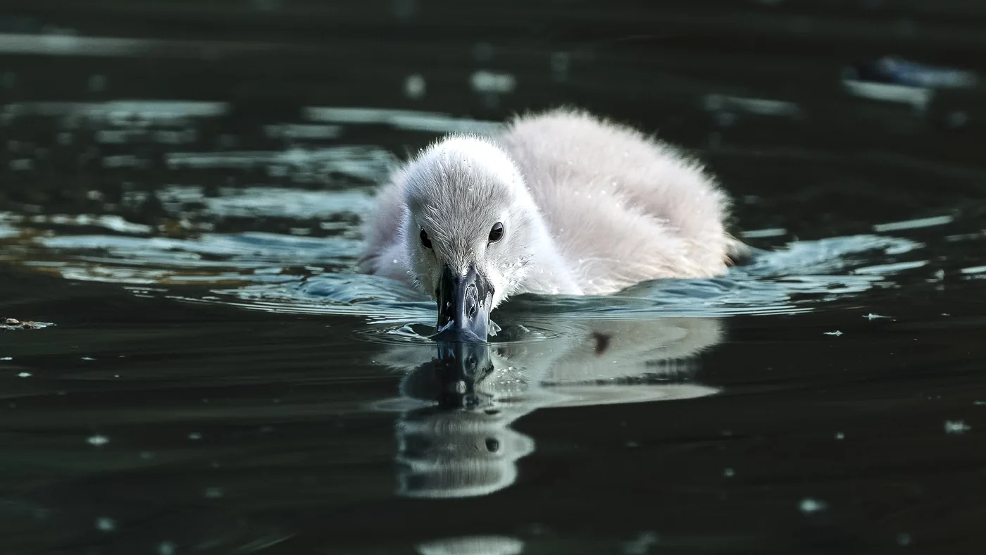 Nature Photography: Photographing Wildlife Without Disturbance? (Part 1)