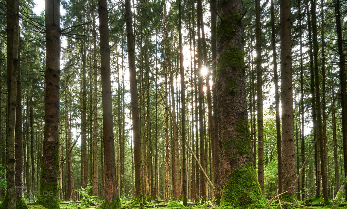 Der Forstenrieder Park – Eine Liebeserklärung? - Isarlog - Die Natur und Tierwelt in und um München